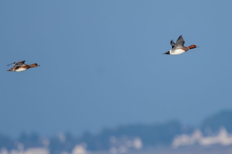 Canards siffleurs